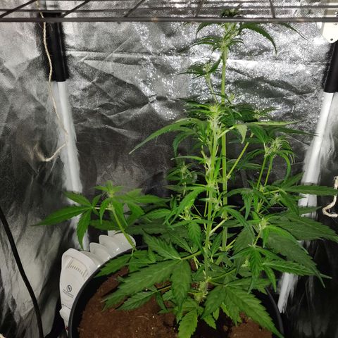 Marjan 1 growlog photo: Bijgesnoeid 