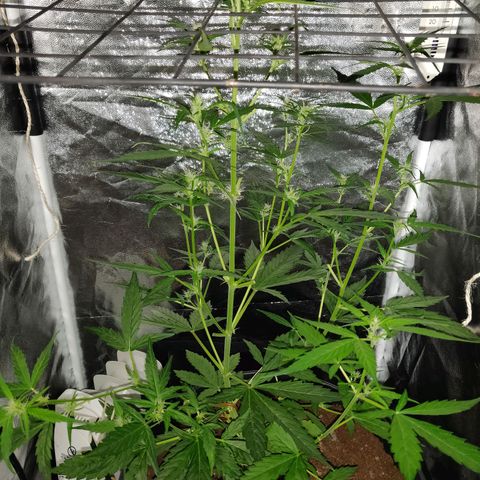 Marjan 1 growlog timeline photo