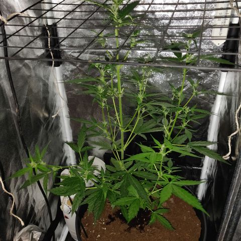 Marjan 1 growlog timeline photo
