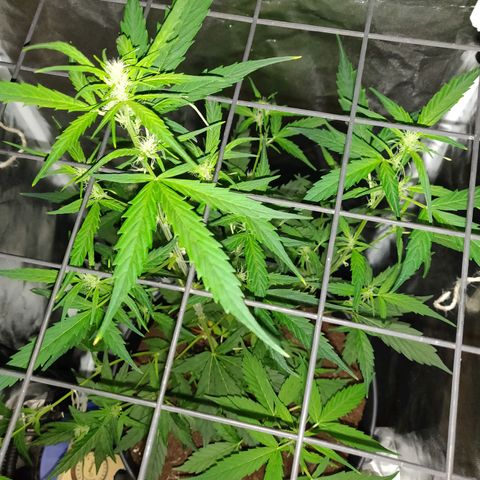Marjan 1 growlog timeline photo