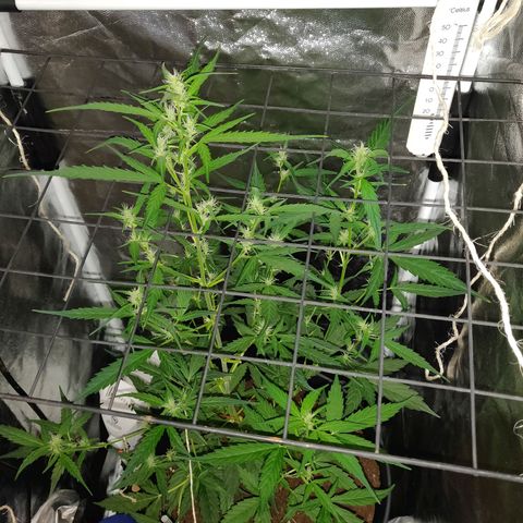 Marjan 1 growlog timeline photo
