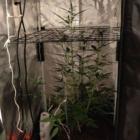 Marjan 1 growlog timeline photo