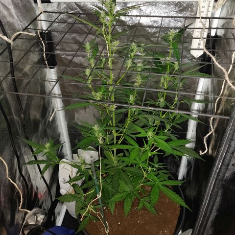 Marjan 1 growlog timeline photo