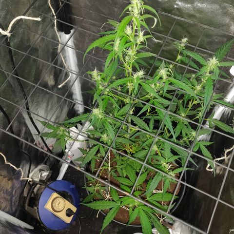 Marjan 1 growlog photo: Onderaan stevige kappers beurt gegeven.