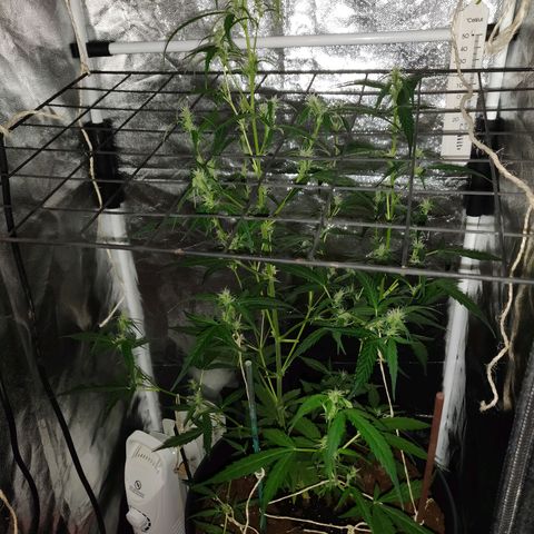Marjan 1 growlog photo: Onderaan stevige kappers beurt gegeven.