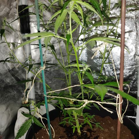 Marjan 1 growlog photo: Onderaan stevige kappers beurt gegeven.