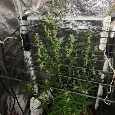 Marjan 1 growlog timeline photo