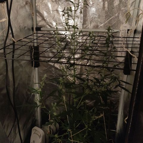 Marjan 1 growlog timeline photo