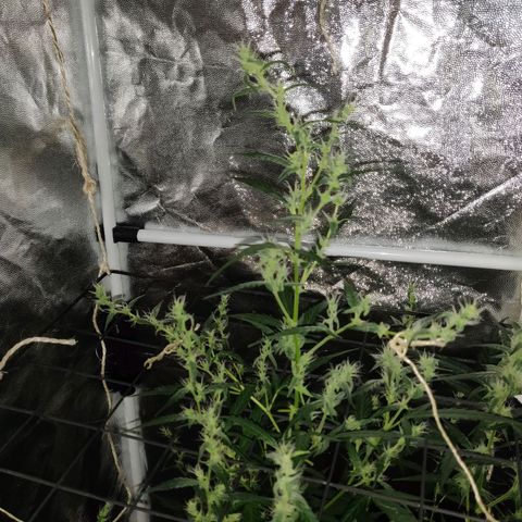 Marjan 1 growlog timeline photo