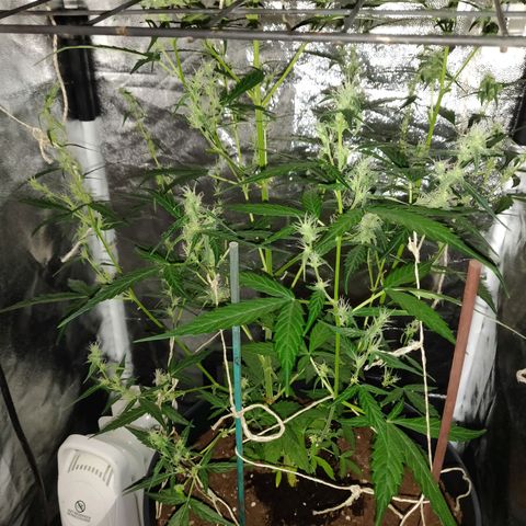 Marjan 1 growlog timeline photo