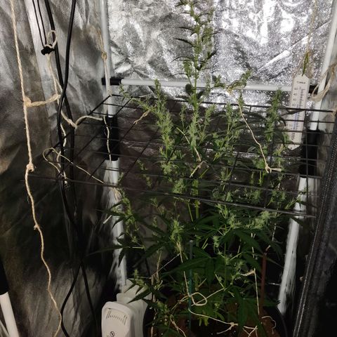 Marjan 1 growlog timeline photo
