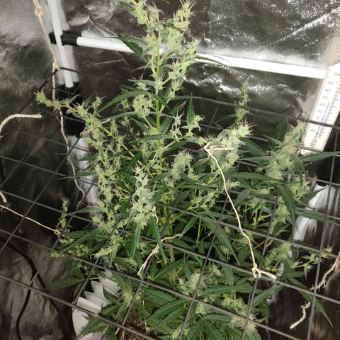 Marjan 1 growlog timeline photo