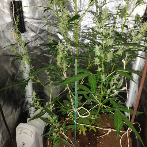 Marjan 1 growlog timeline photo
