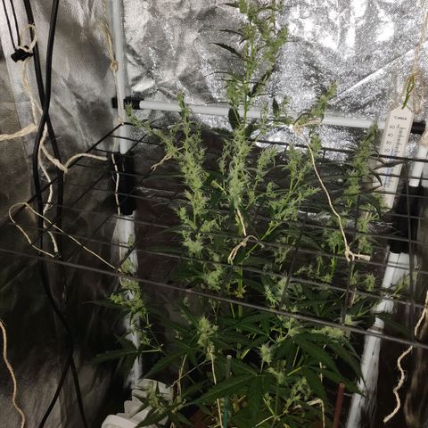 Marjan 1 growlog timeline photo