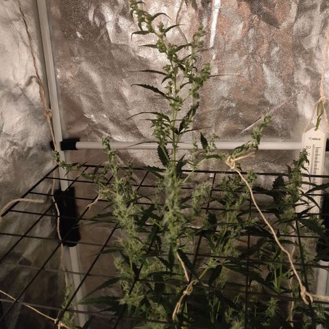 Marjan 1 growlog timeline photo
