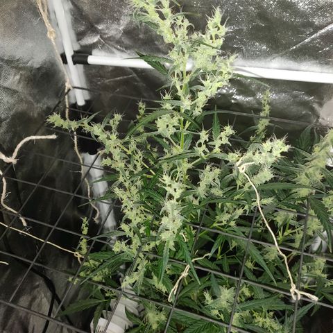 Marjan 1 growlog timeline photo