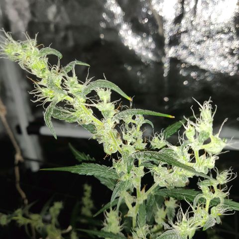 Marjan 1 growlog timeline photo