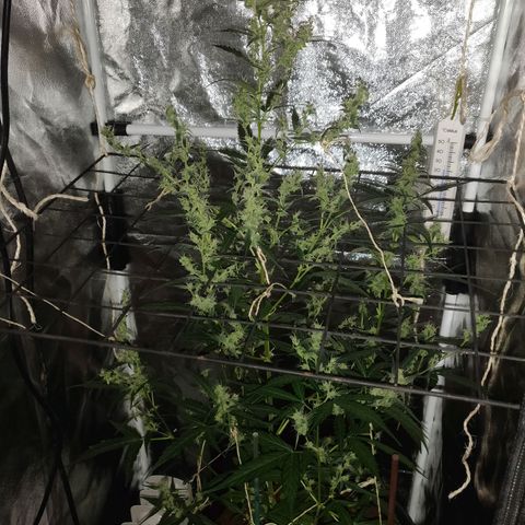 Marjan 1 growlog timeline photo