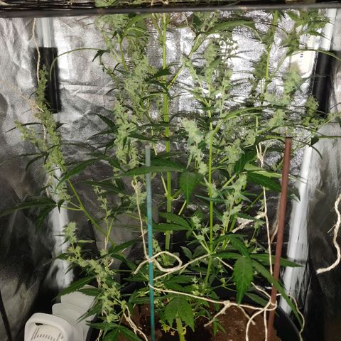 Marjan 1 growlog timeline photo