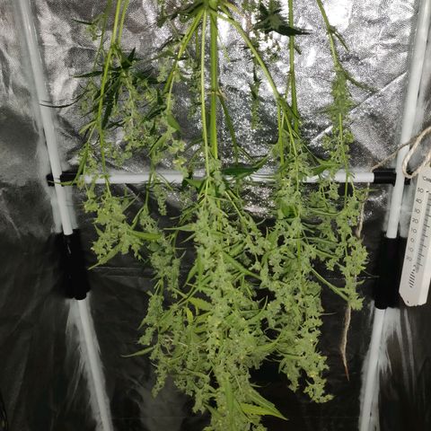 Marjan 1 growlog photo: Rip