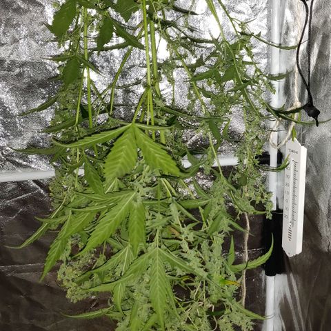 Marjan 1 growlog photo: Rip