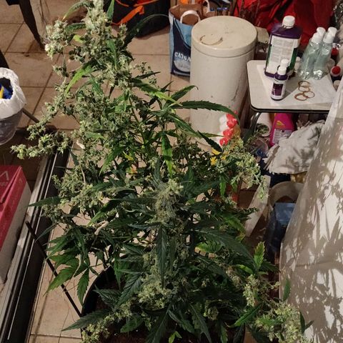 Marjan 1 growlog photo: Rip