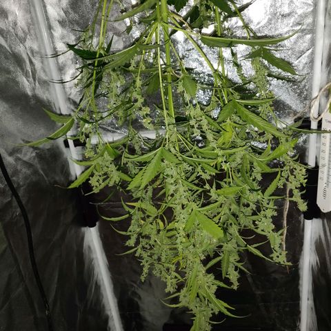 Marjan 1 growlog photo: Rip