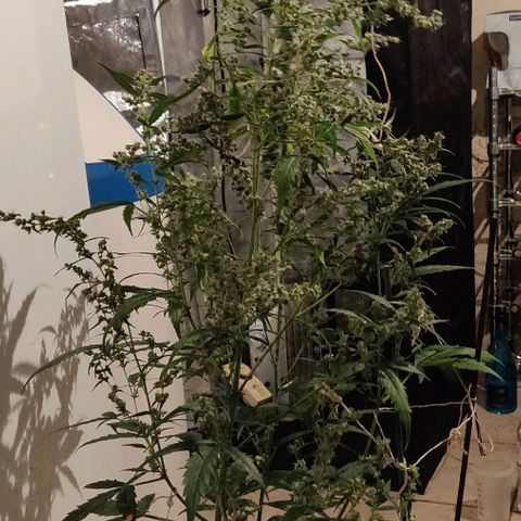 Marjan 1 growlog photo: Rip