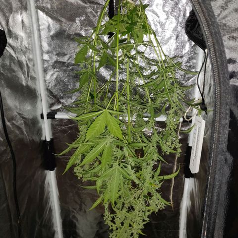 Marjan 1 growlog photo: Rip
