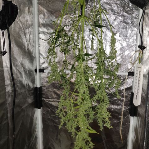 Marjan 1 growlog photo: Rip