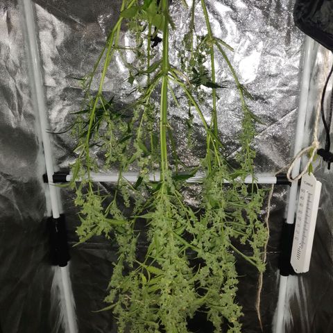 Marjan 1 growlog photo: Rip