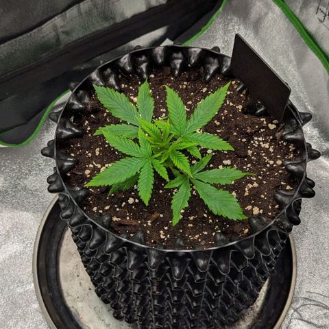 BlueCheese growlog timeline photo