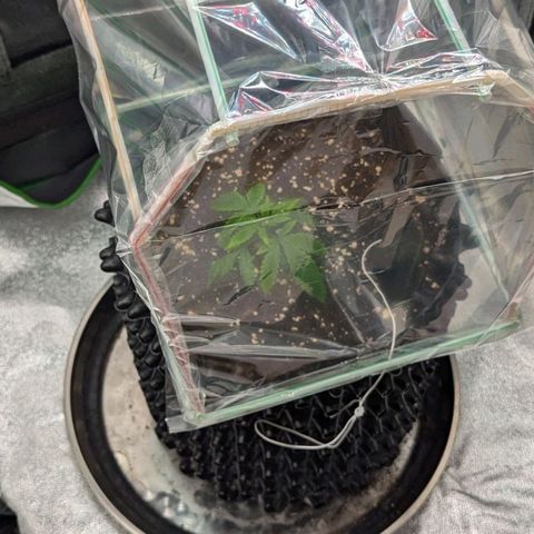 BlueCheese growlog photo: Made a humidity dome