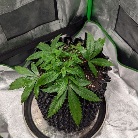 BlueCheese growlog timeline photo