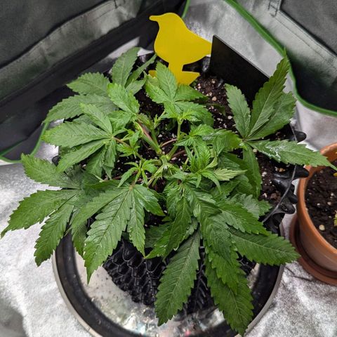 BlueCheese growlog timeline photo