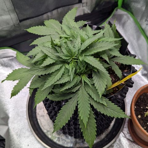 BlueCheese growlog timeline photo