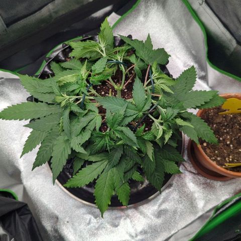 BlueCheese growlog timeline photo