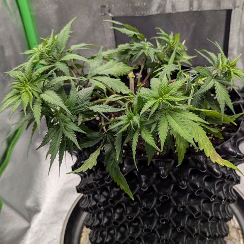BlueCheese growlog timeline photo