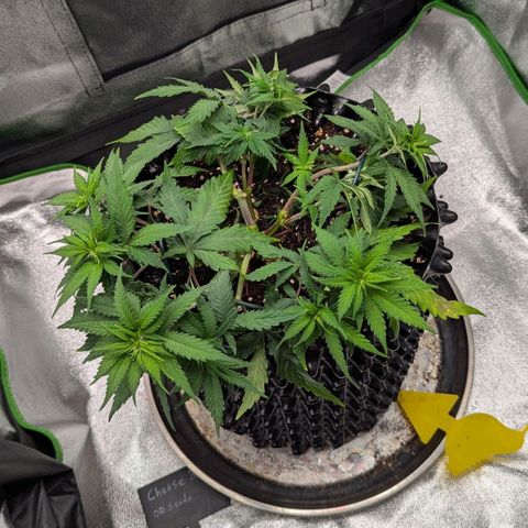 BlueCheese growlog timeline photo