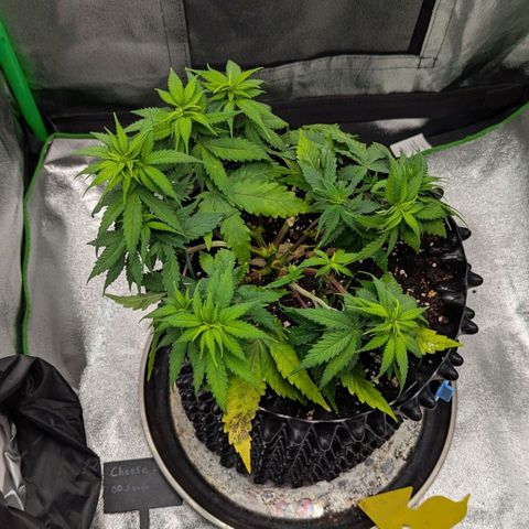 BlueCheese growlog timeline photo