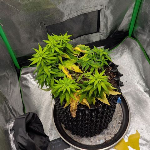 BlueCheese growlog timeline photo
