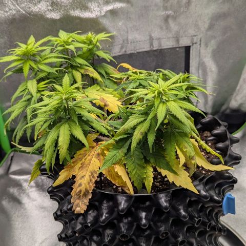 BlueCheese growlog timeline photo