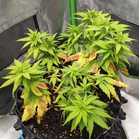 BlueCheese growlog timeline photo