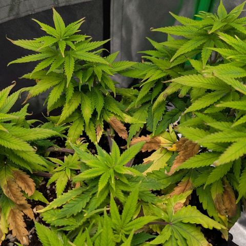 BlueCheese growlog timeline photo
