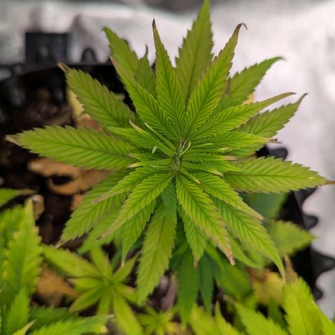 BlueCheese growlog timeline photo