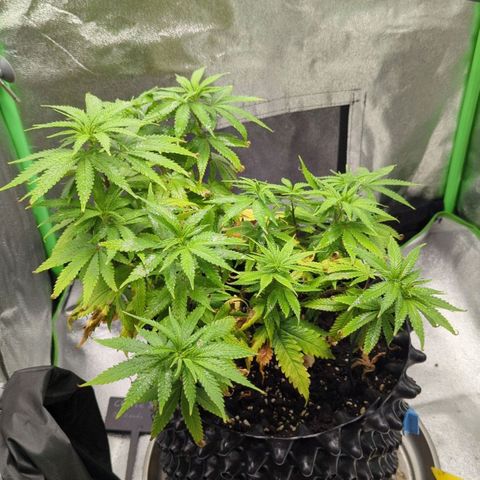 BlueCheese growlog timeline photo