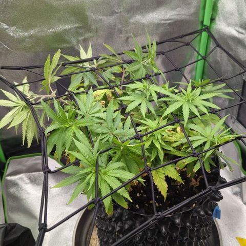 BlueCheese growlog timeline photo