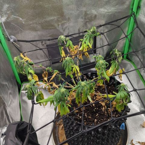 BlueCheese growlog timeline photo