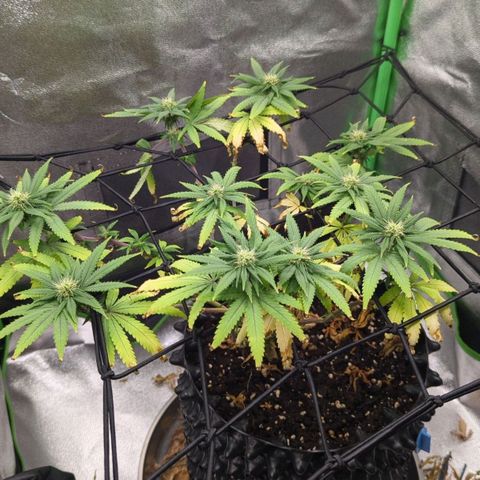 BlueCheese growlog timeline photo