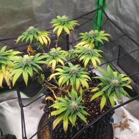 BlueCheese growlog timeline photo